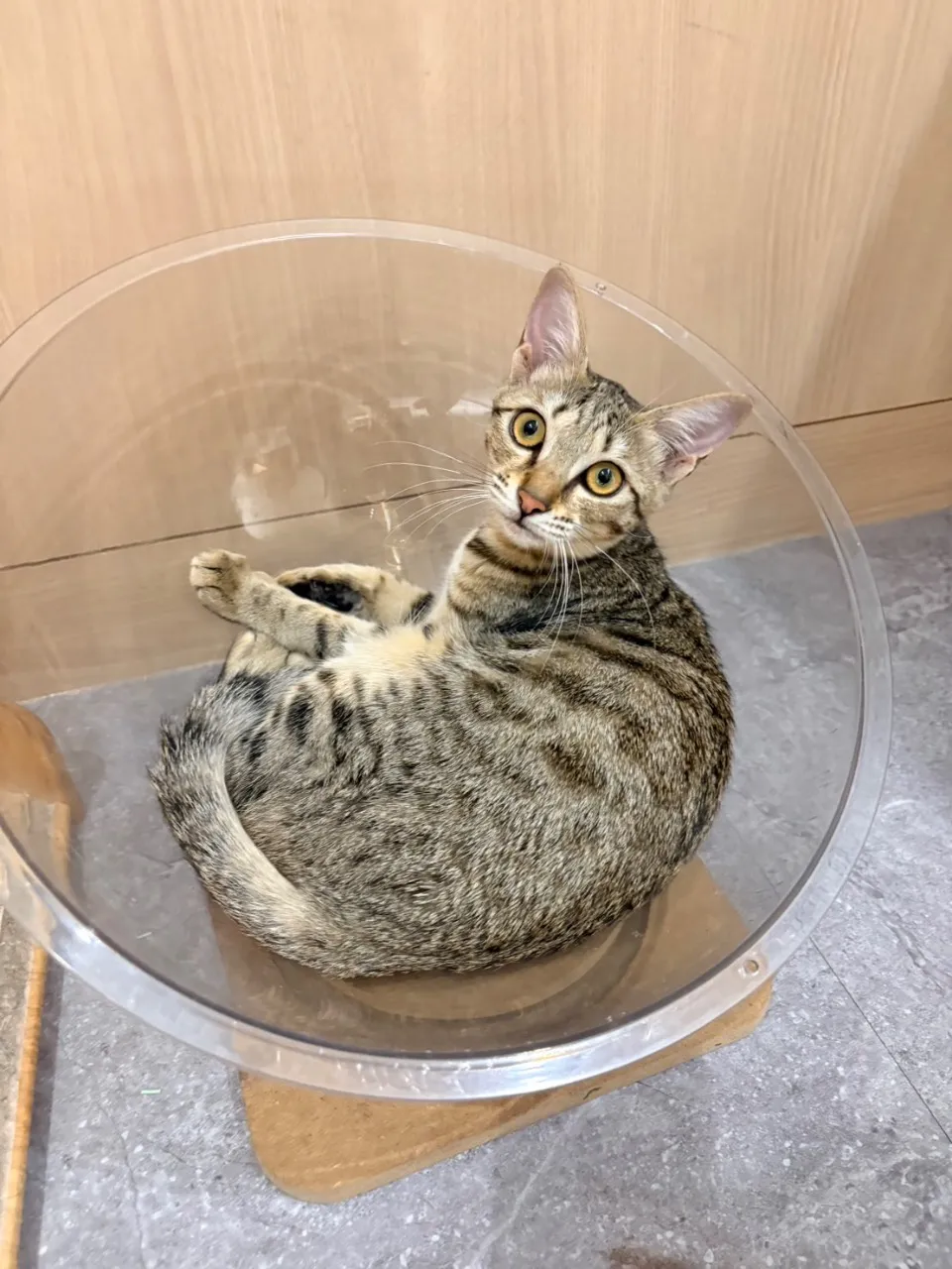 野薑花的照片