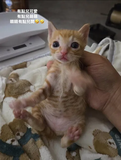 小奶橘（未具名） 的照片